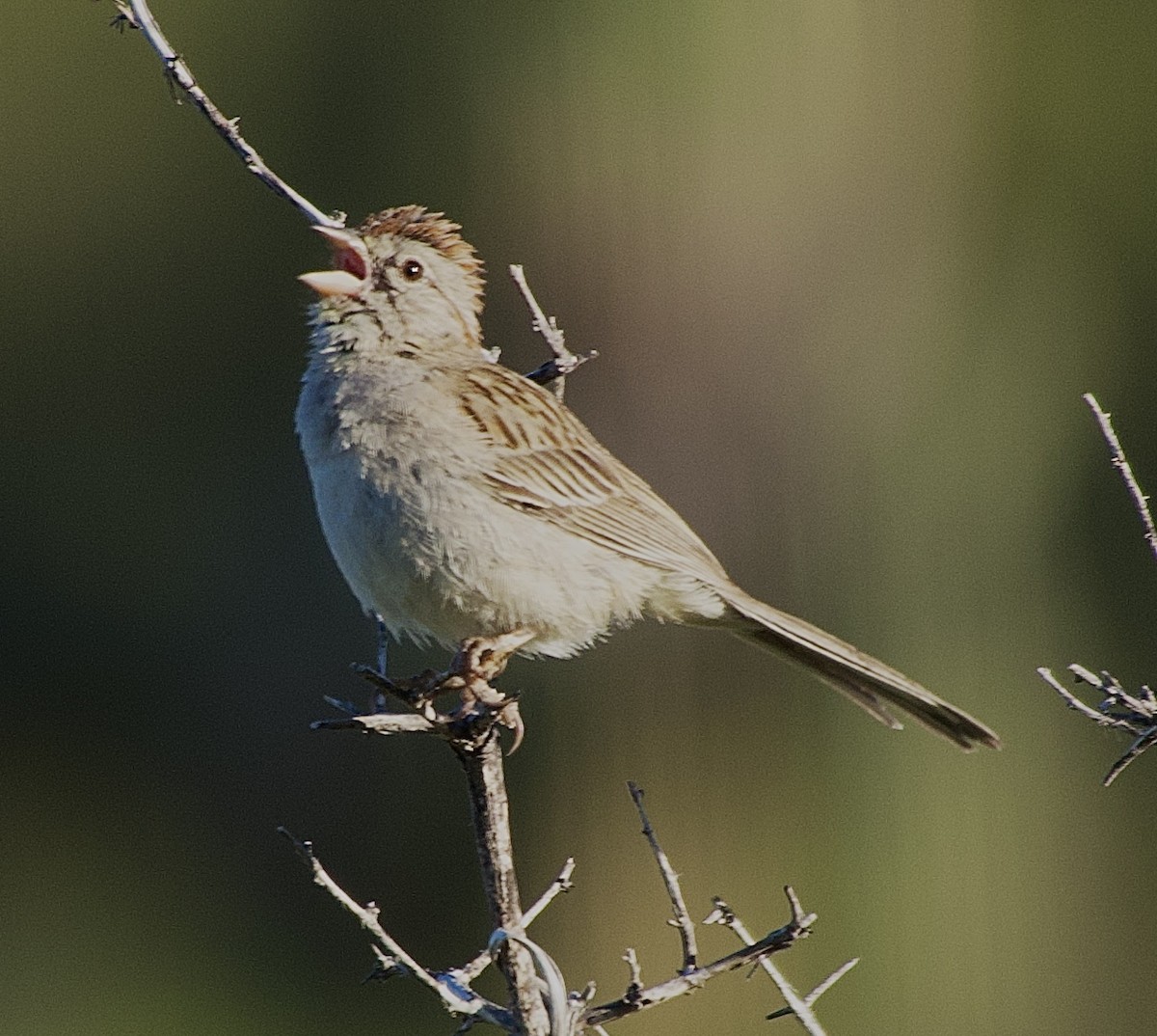 Rufous-winged Sparrow - ML617966297