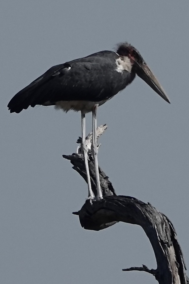 Marabou Stork - ML617966298