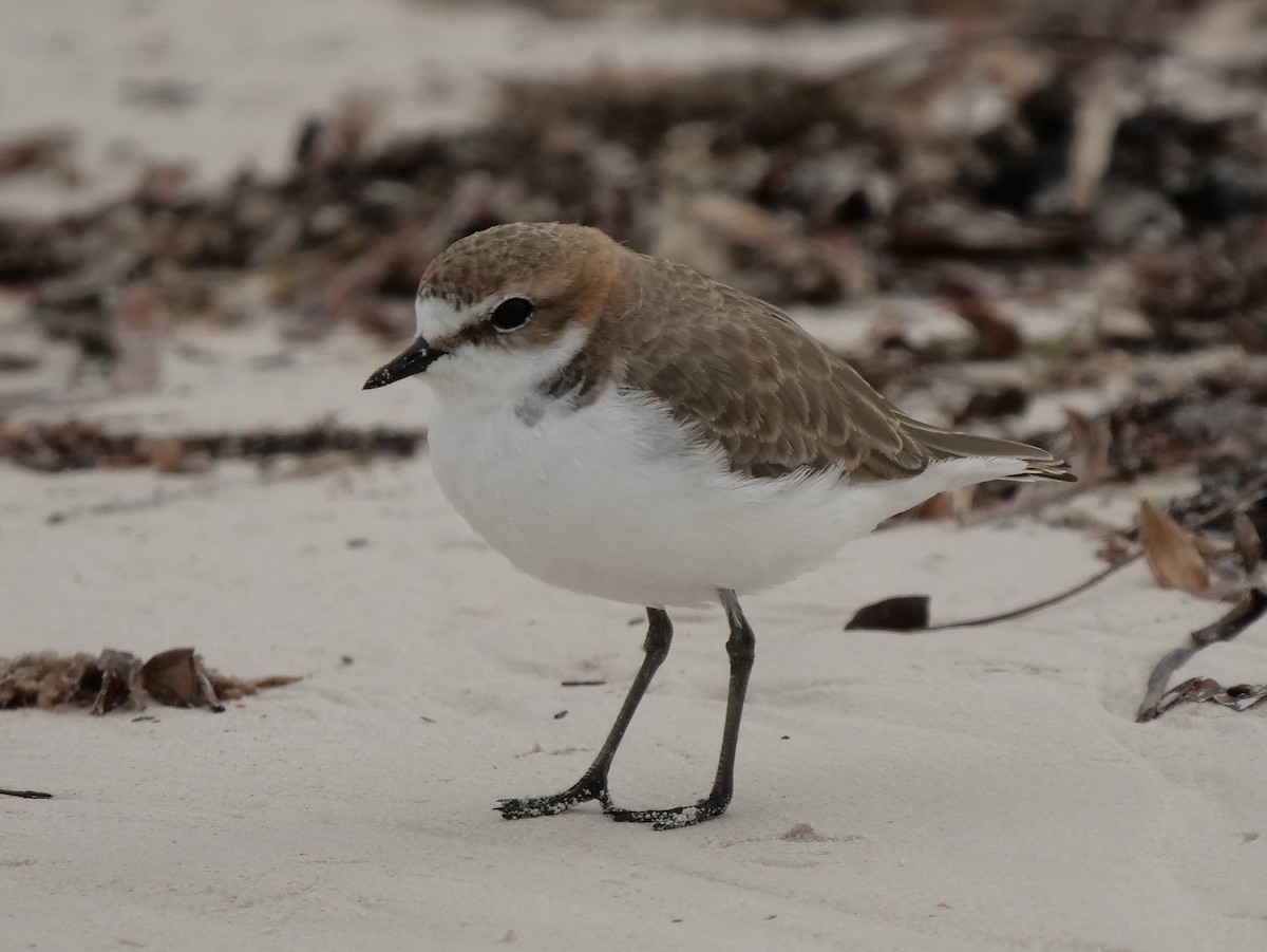 Red-capped Plover - ML617966335
