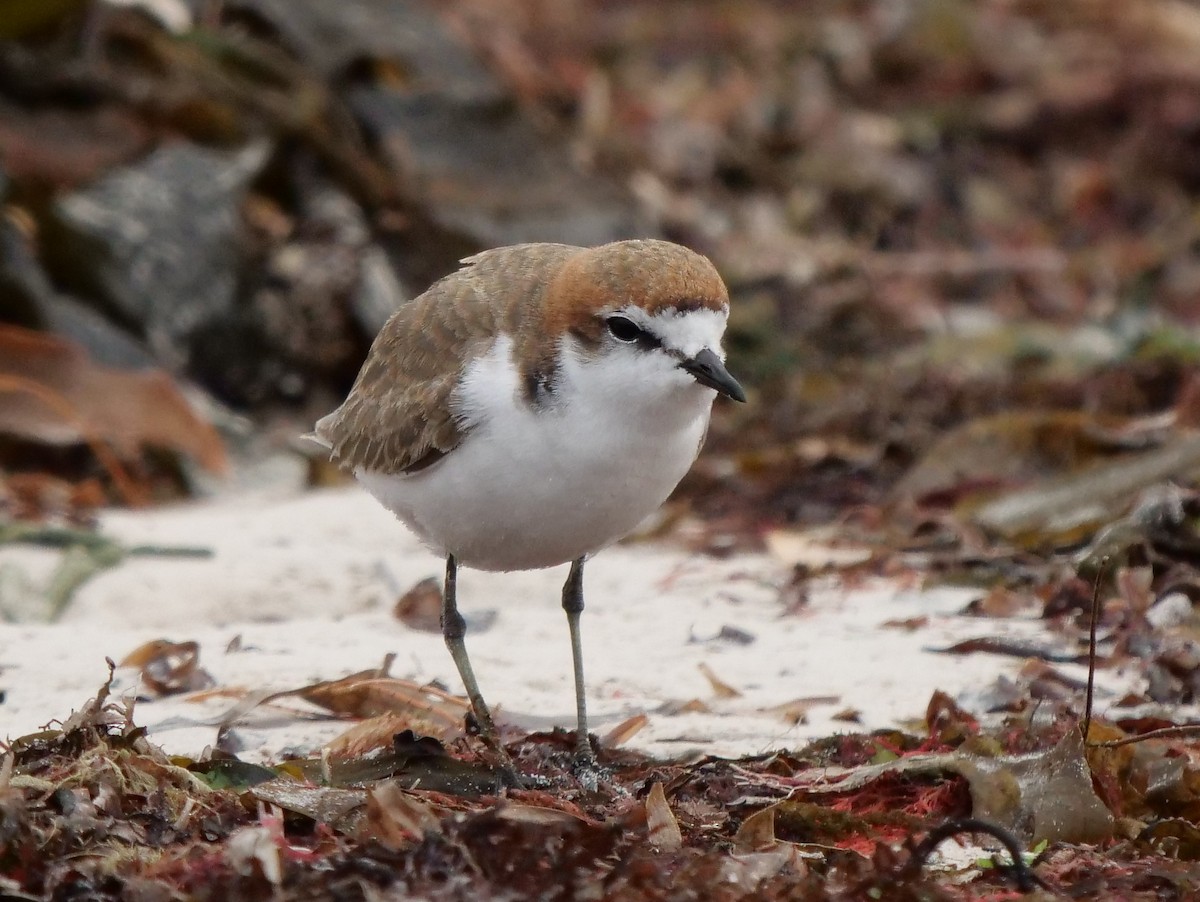 Red-capped Plover - ML617966336