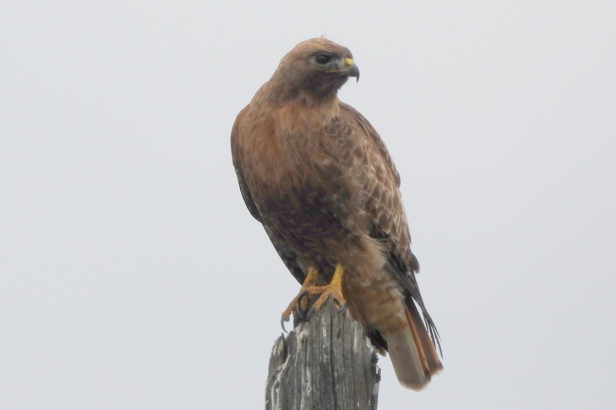 Red-tailed Hawk - ML617966371