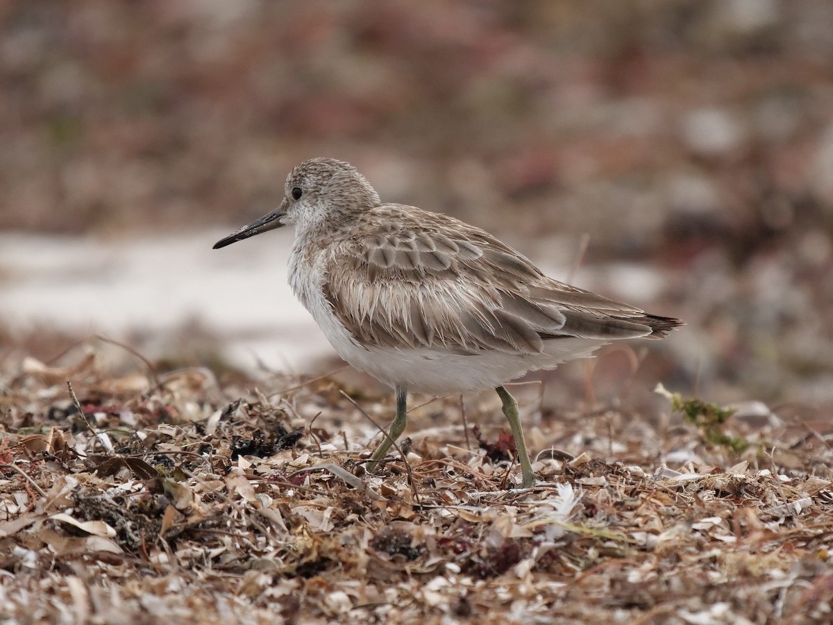 Great Knot - ML617966376