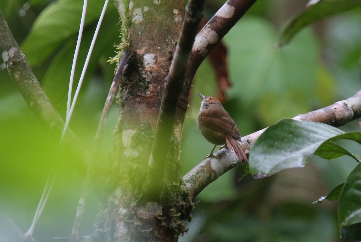 Red-faced Spinetail - ML617966388