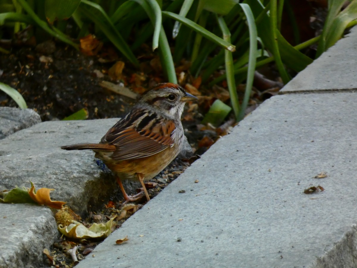 Swamp Sparrow - ML617966401