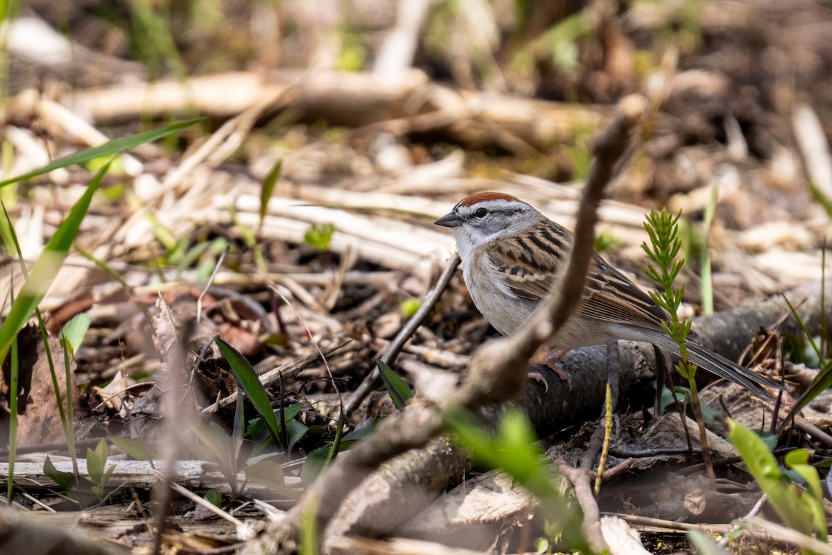 Chipping Sparrow - ML617966418
