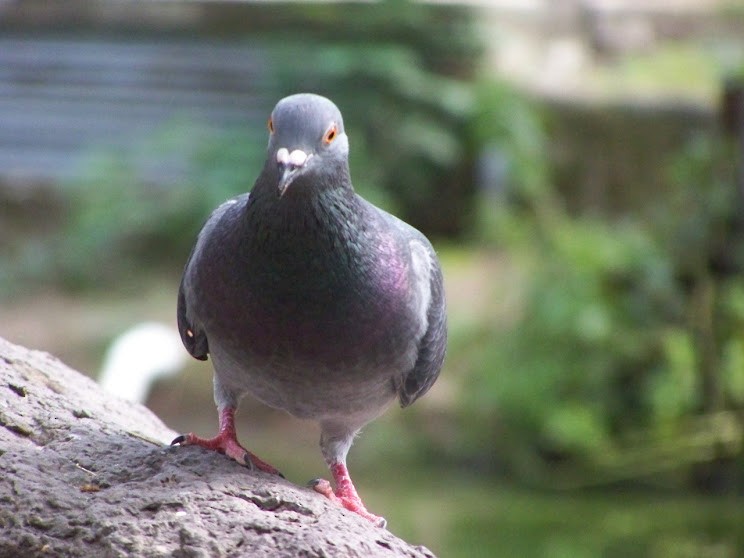 Rock Pigeon (Feral Pigeon) - Juan Pedro Medina