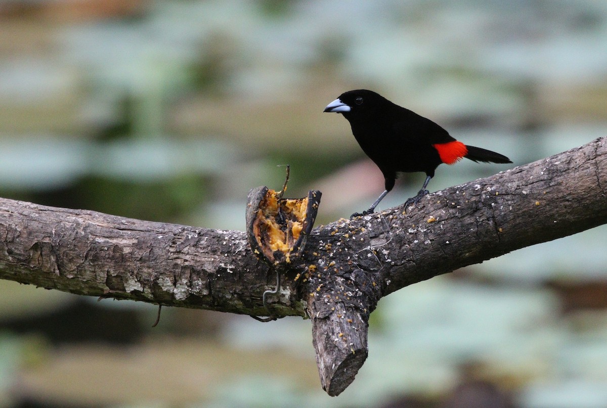 Scarlet-rumped Tanager (Cherrie's) - ML617966442