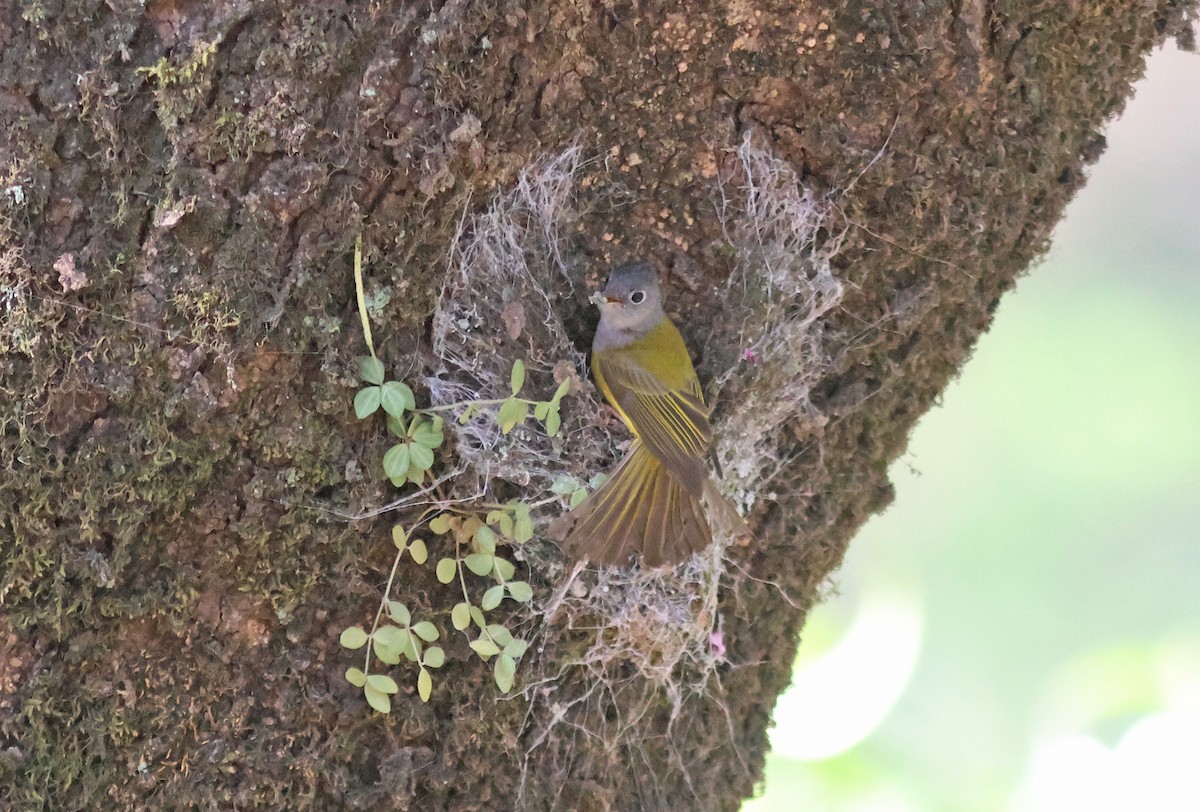 Gray-headed Canary-Flycatcher - PANKAJ GUPTA