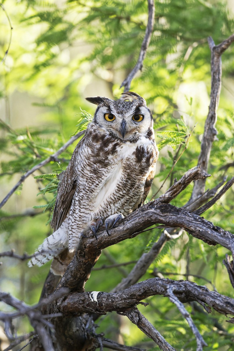 Great Horned Owl - ML617966511