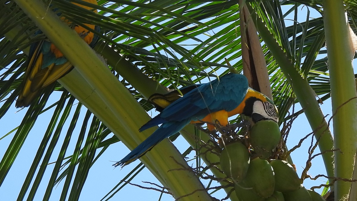 Blue-and-yellow Macaw - ML617966517