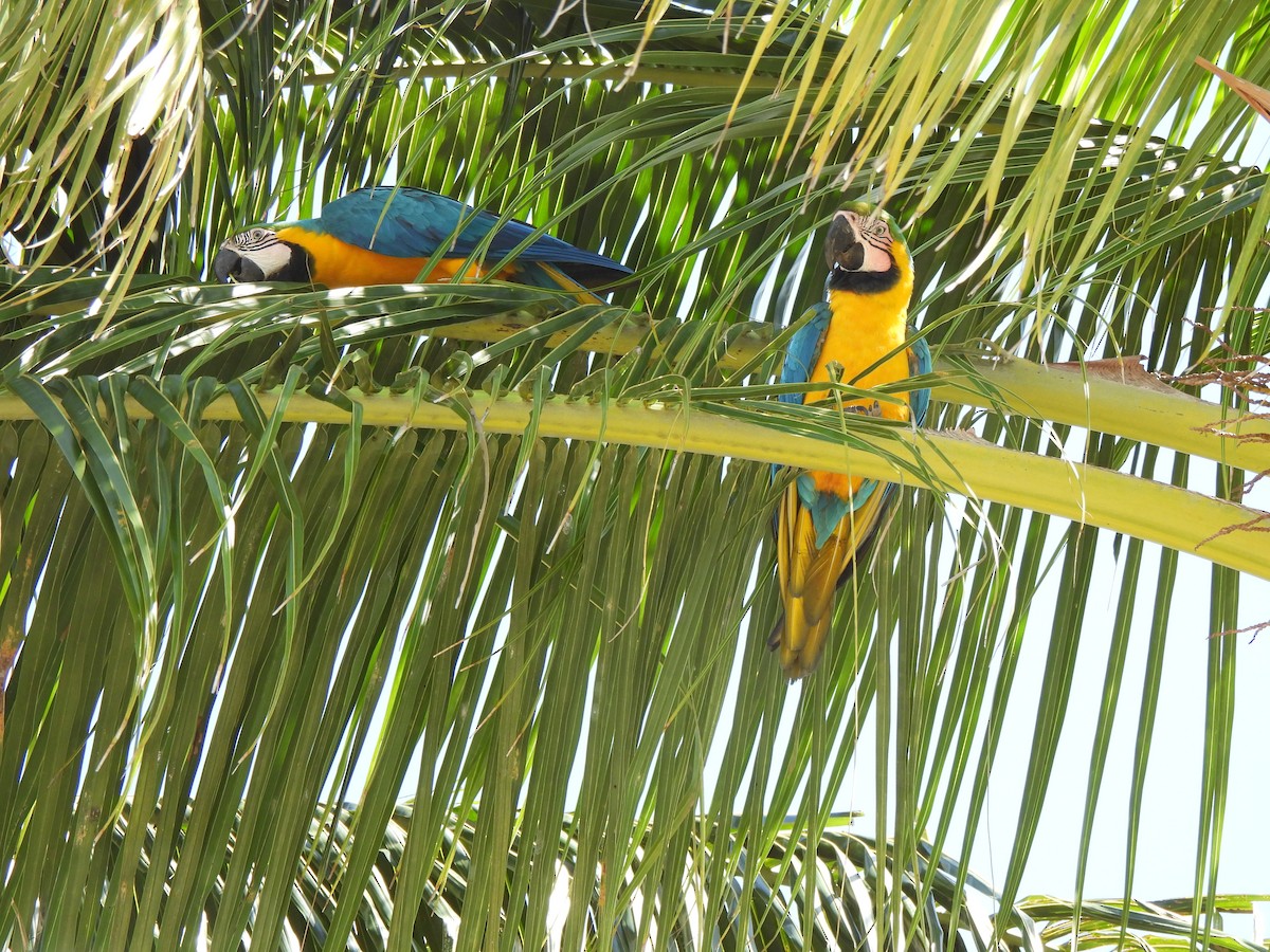Blue-and-yellow Macaw - Doris Brookens