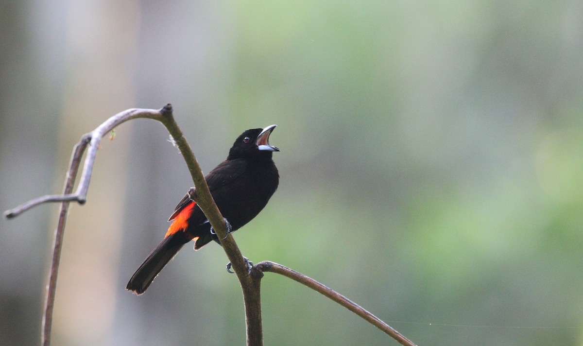 Scarlet-rumped Tanager (Cherrie's) - ML617966533