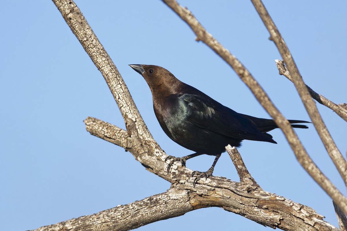 Brown-headed Cowbird - Anonymous