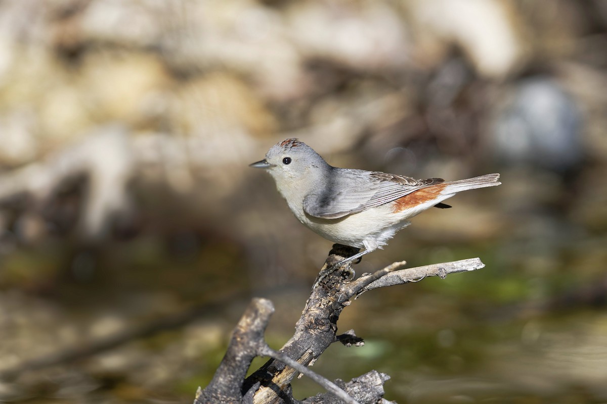 Lucy's Warbler - ML617966565