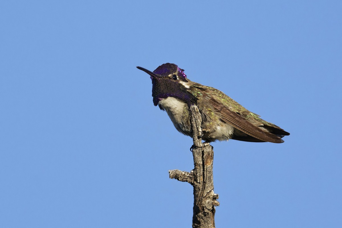 Costa's Hummingbird - ML617966583