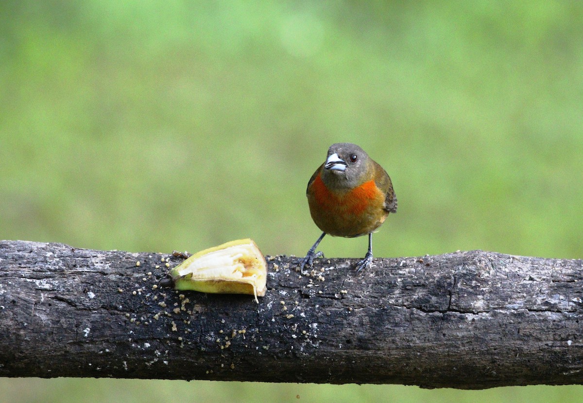 Scarlet-rumped Tanager (Cherrie's) - ML617966660