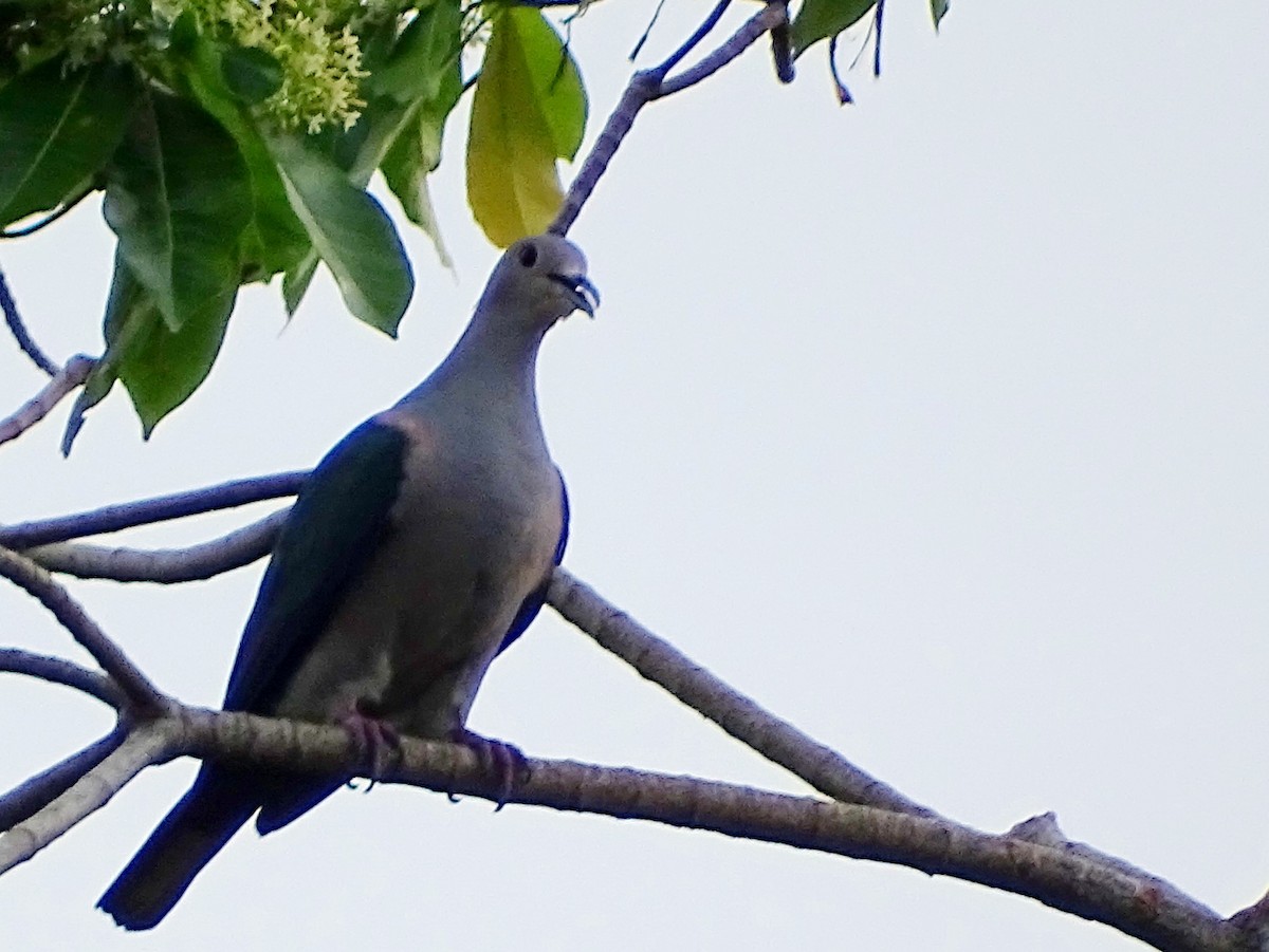 Green Imperial-Pigeon - ML617966662