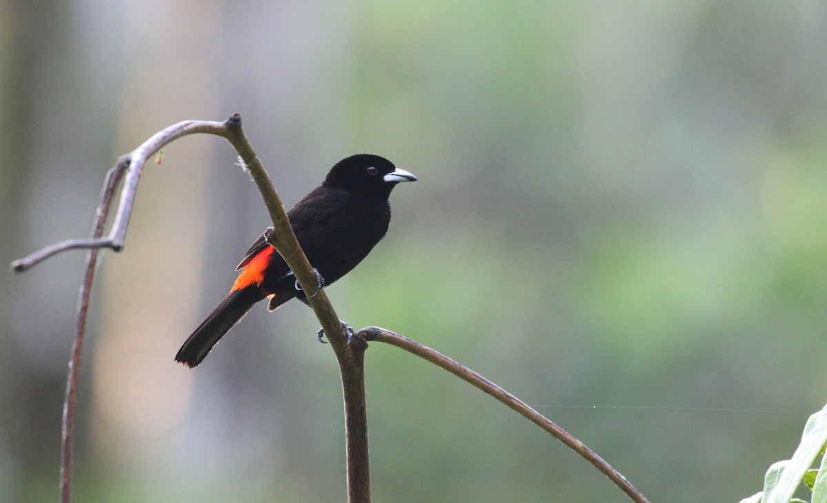 Scarlet-rumped Tanager (Cherrie's) - ML617966704