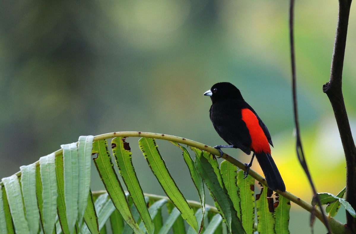 Scarlet-rumped Tanager (Cherrie's) - ML617966734