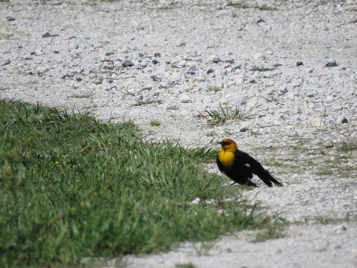 Yellow-headed Blackbird - ML617966786