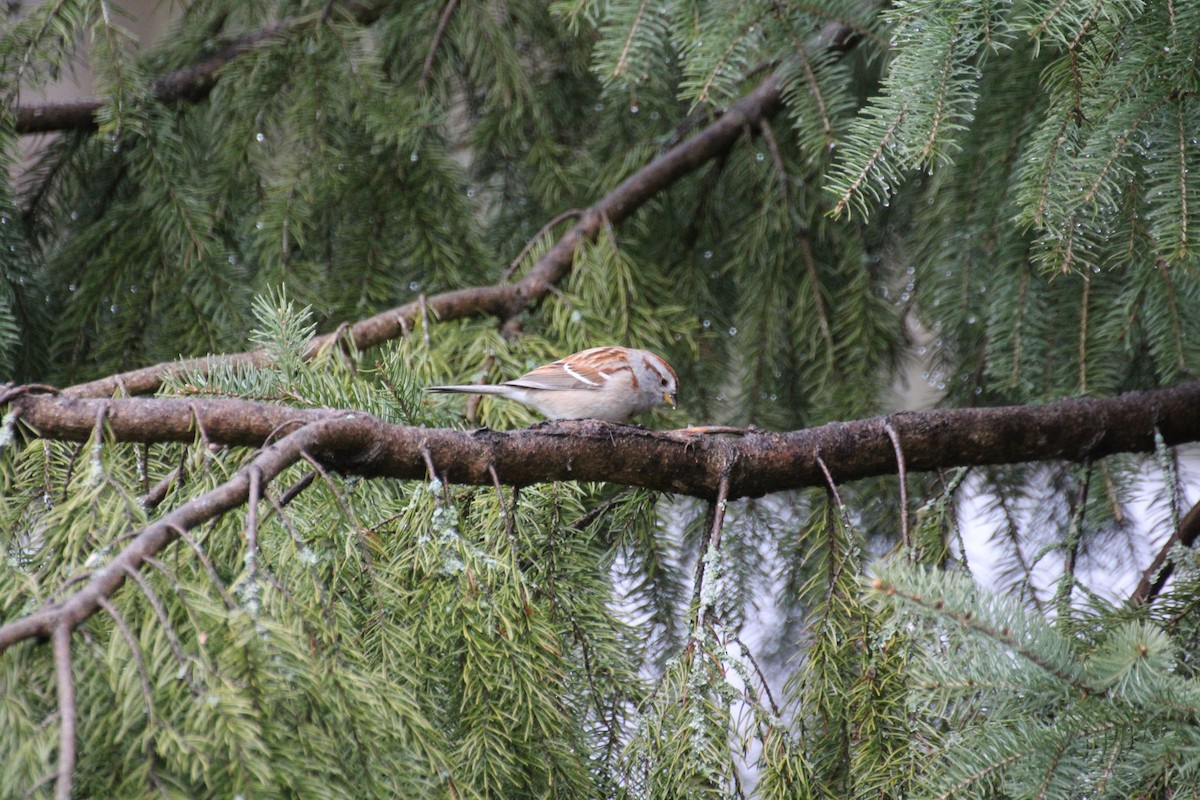 American Tree Sparrow - ML617966788