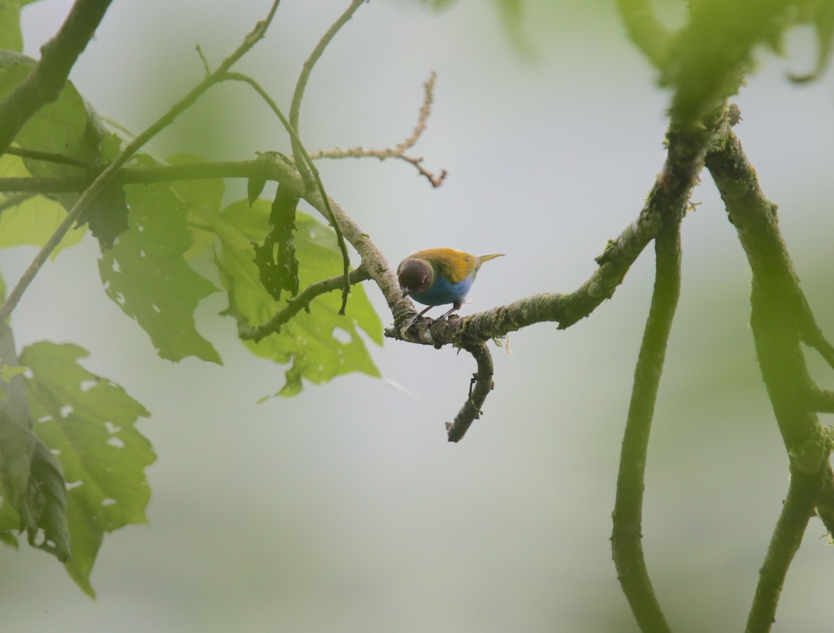 Bay-headed Tanager - ML617966791