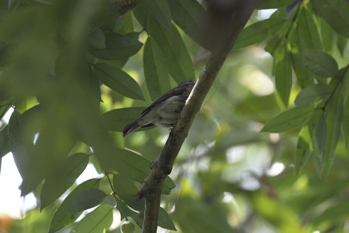 Pale-chinned Flycatcher - ML617966797