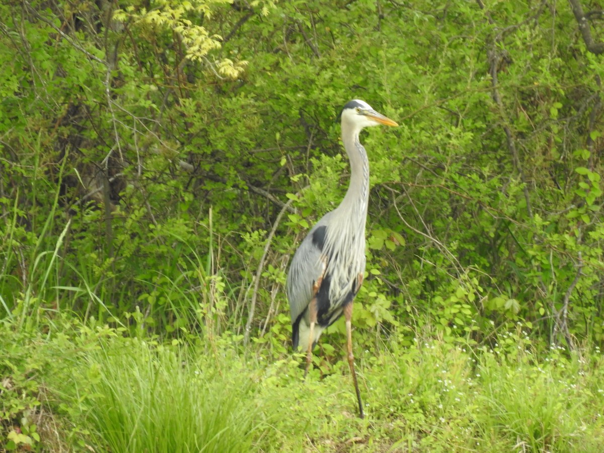 Great Blue Heron - Bruce Hill