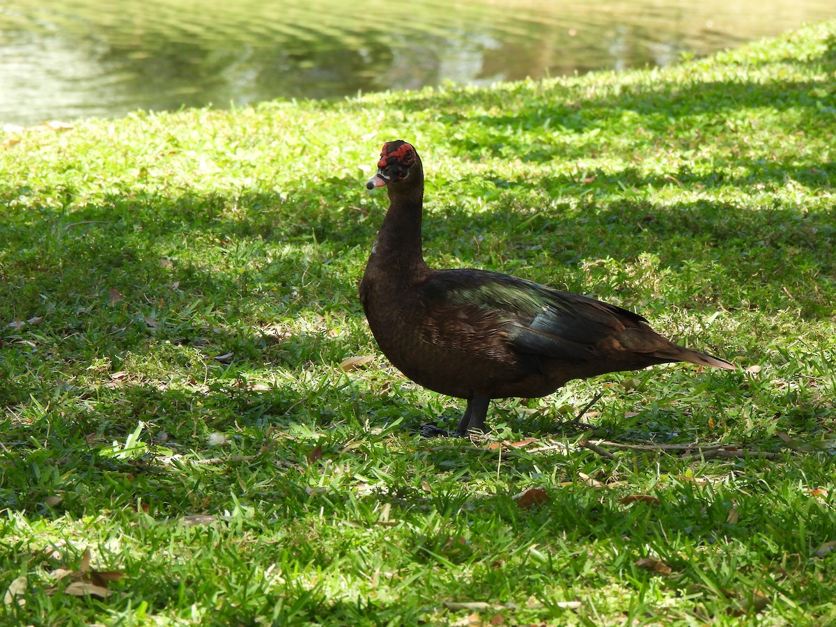 Muscovy Duck (Domestic type) - Doris Brookens