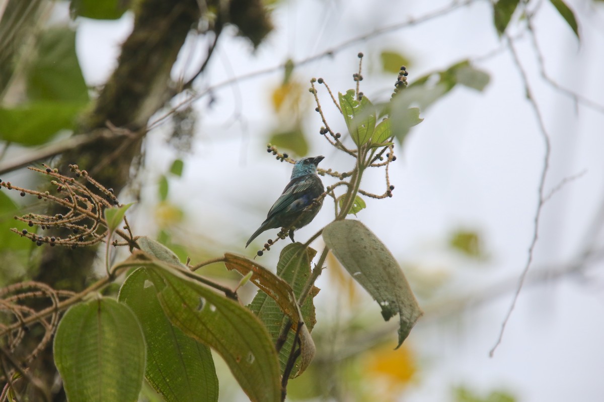 Blue-necked Tanager - ML617966824