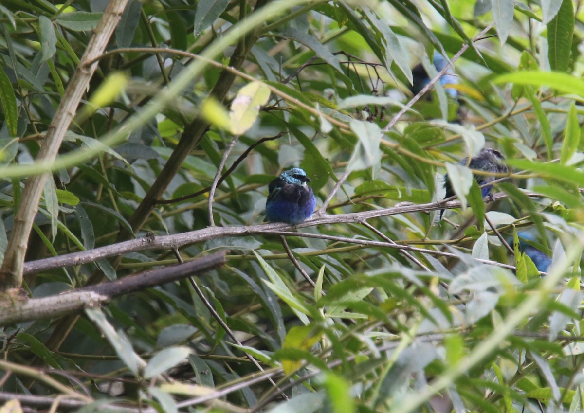 Blue-necked Tanager - ML617966832