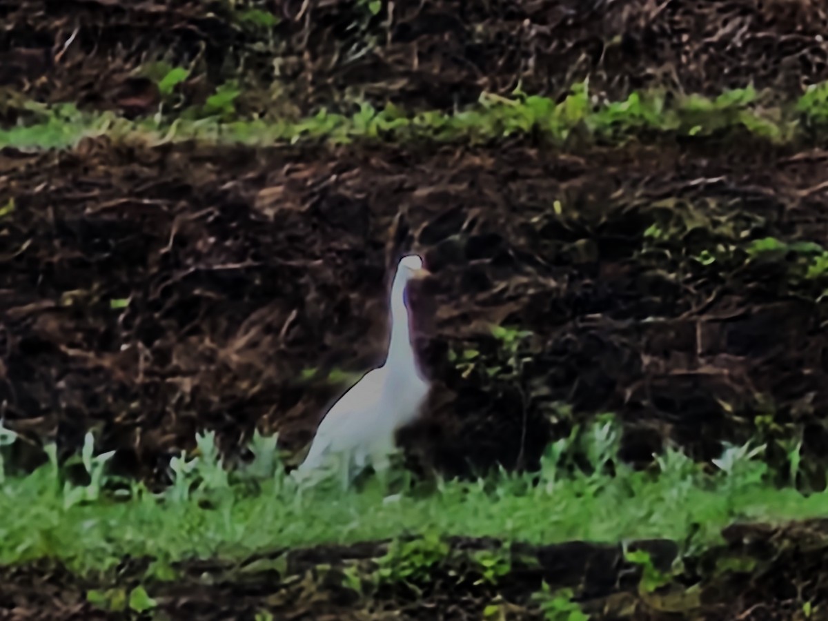 Medium Egret - jason wu