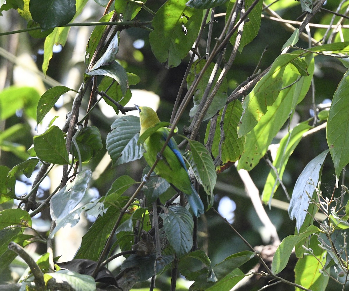 Blue-winged Leafbird - ML617966850