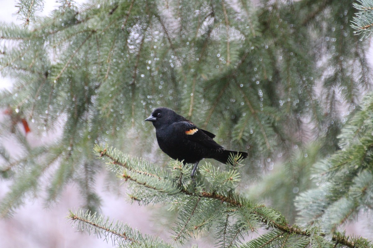 Red-winged Blackbird - Bob Tulloch