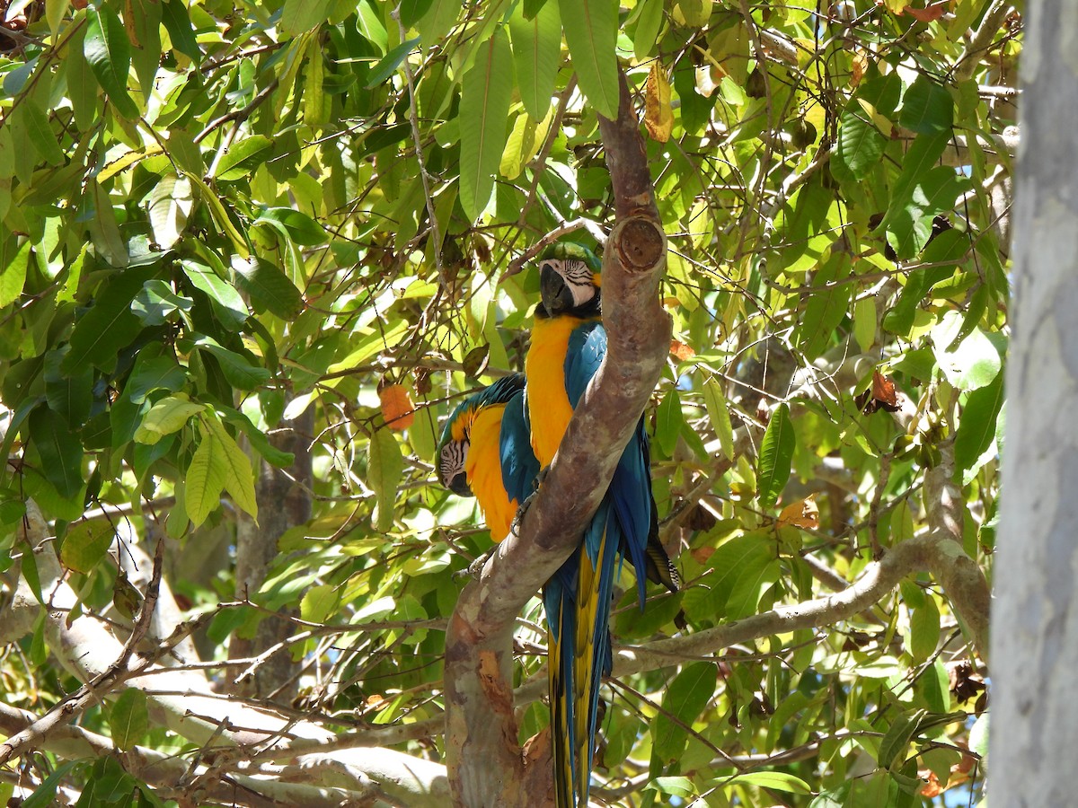 Blue-and-yellow Macaw - Doris Brookens