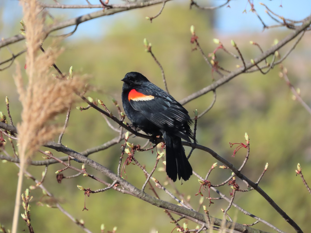 Red-winged Blackbird (Red-winged) - Christopher Hollister
