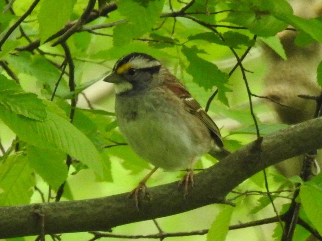 White-throated Sparrow - ML617966935