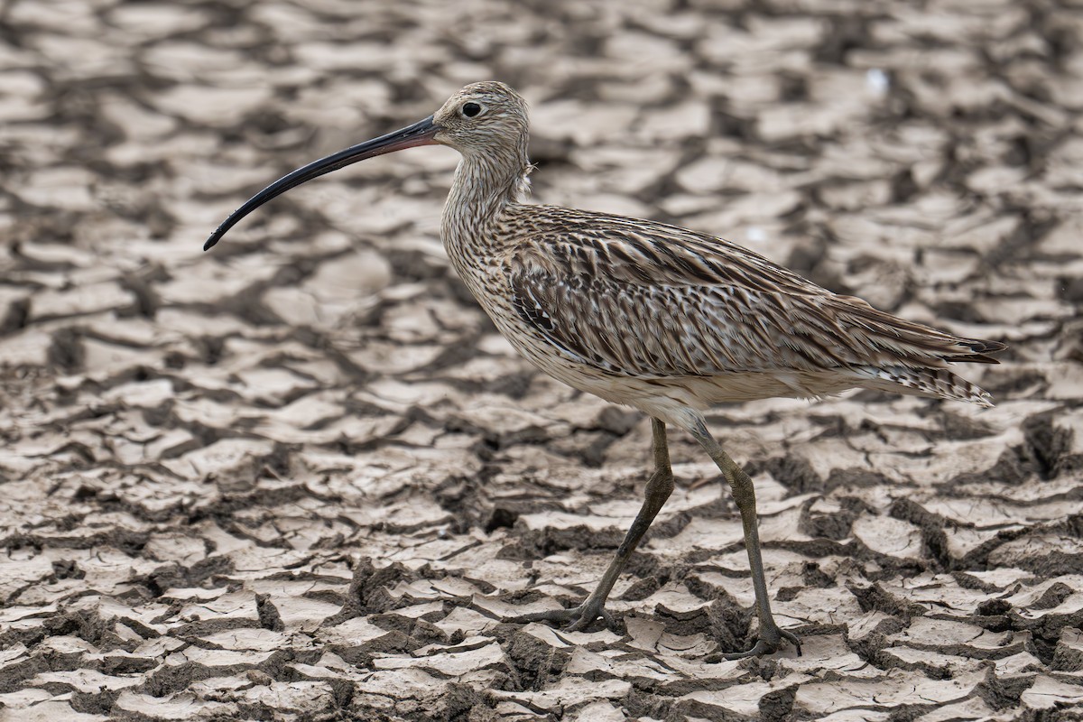 Eurasian Curlew - Uriel Levy
