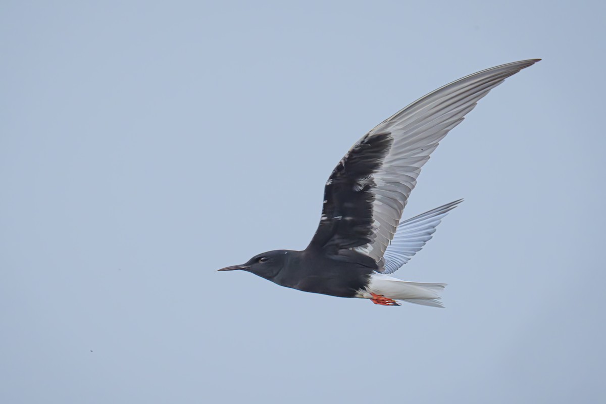 White-winged Tern - Uriel Levy