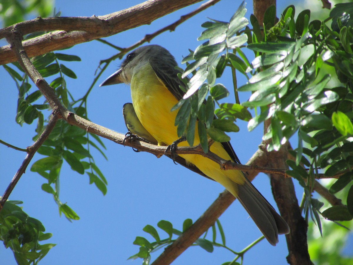 Tropical Kingbird - Letícia Rabelo
