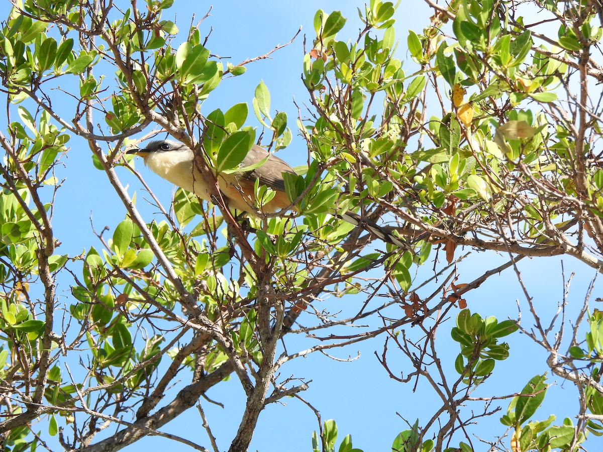 Mangrove Cuckoo - Doris Brookens