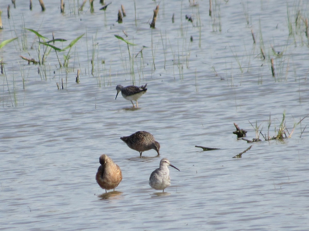 Long-billed Dowitcher - ML617967016