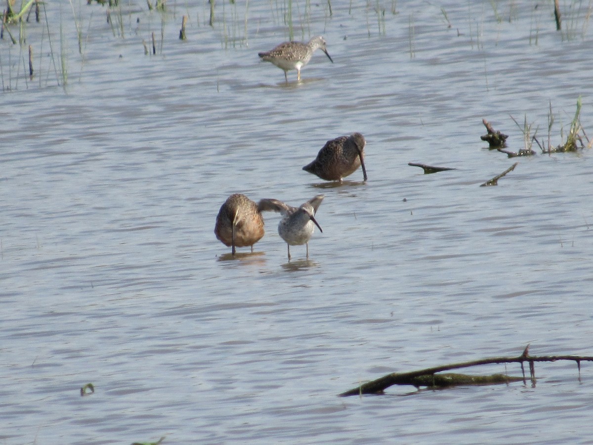 Long-billed Dowitcher - ML617967017