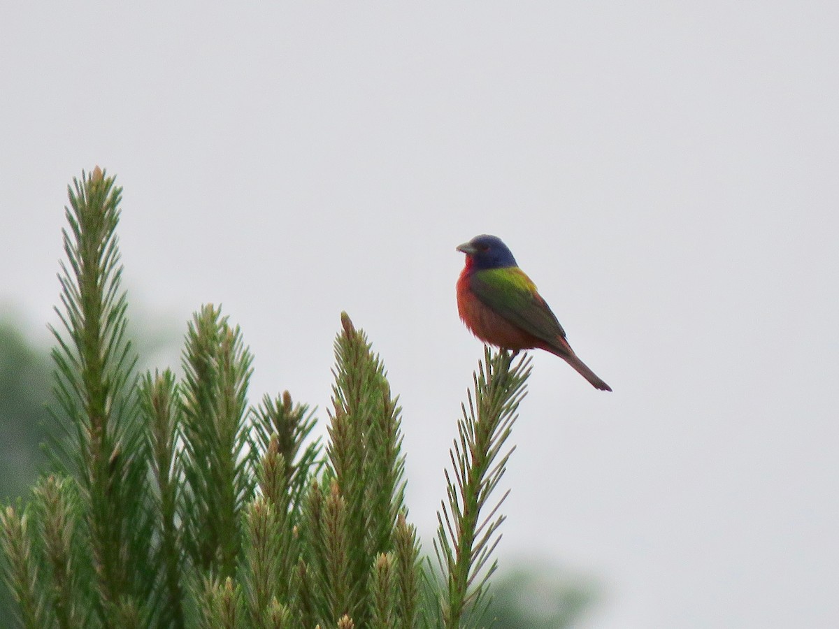 Painted Bunting - ML617967018