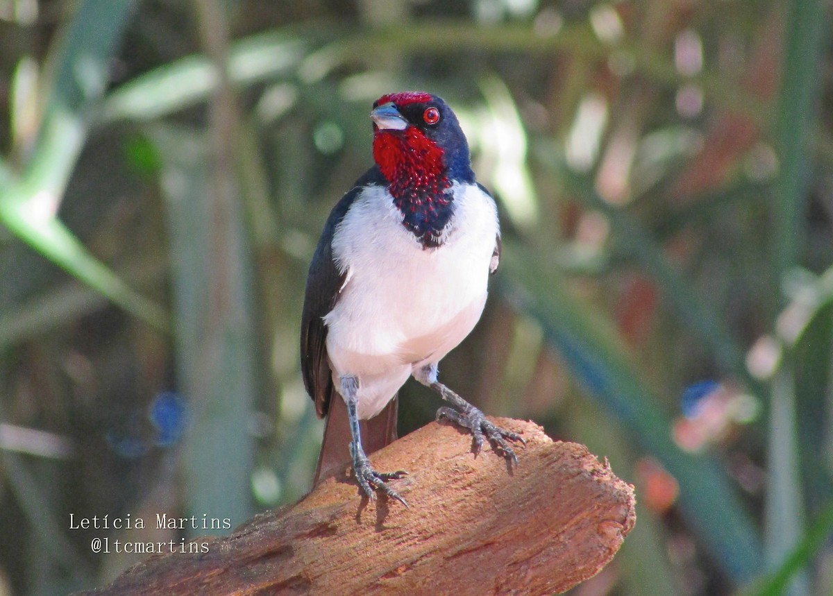 Crimson-fronted Cardinal (Araguaia) - ML617967026