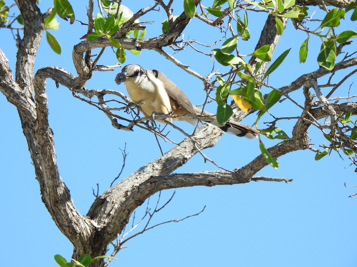 Mangrove Cuckoo - ML617967027