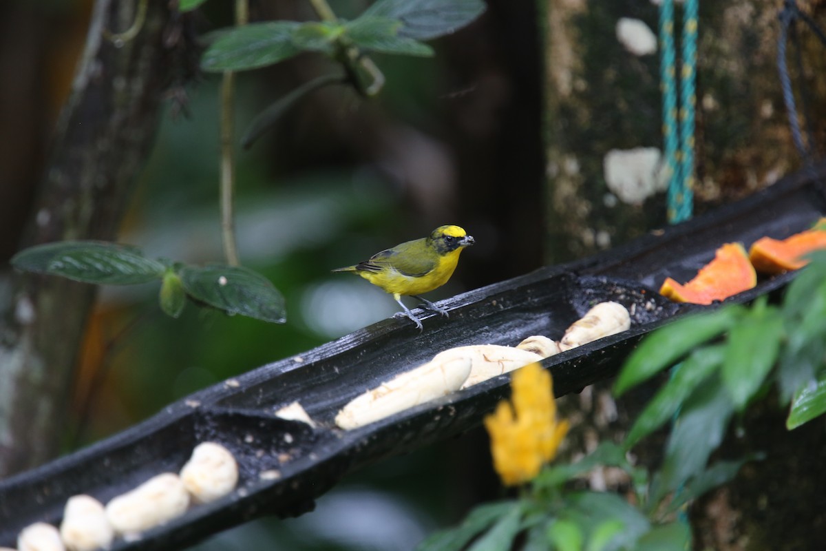 Thick-billed Euphonia (Thick-billed) - ML617967042