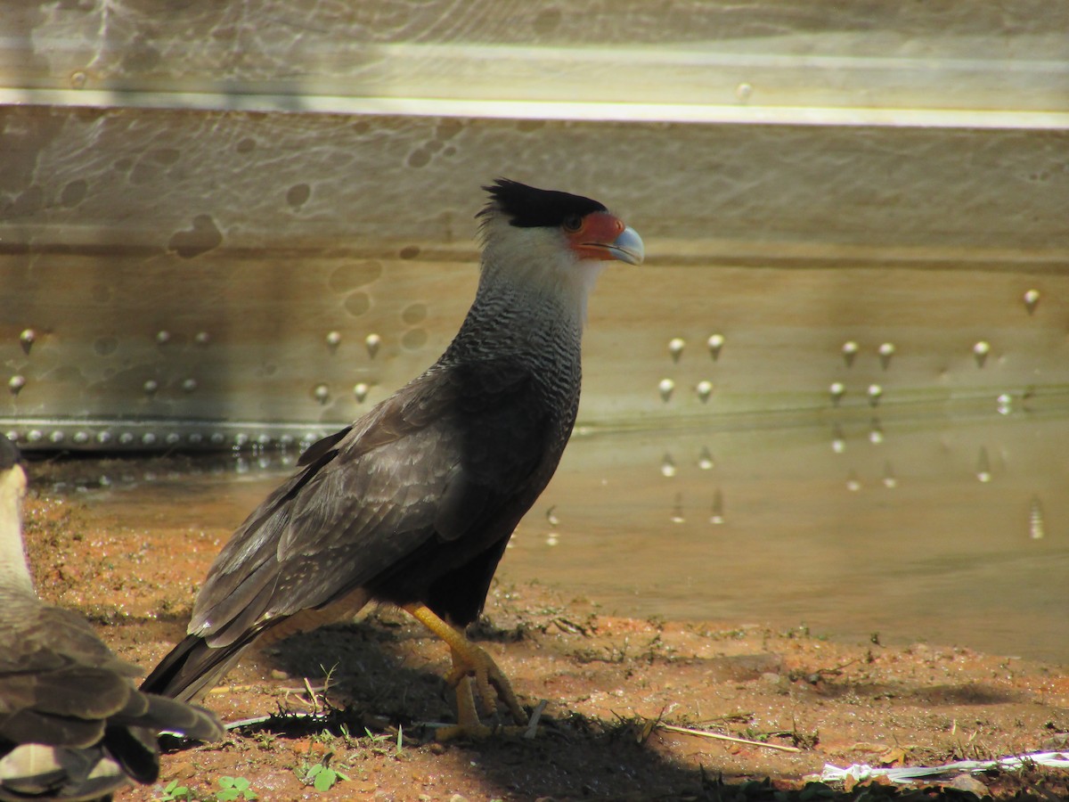 Crested Caracara (Southern) - ML617967142
