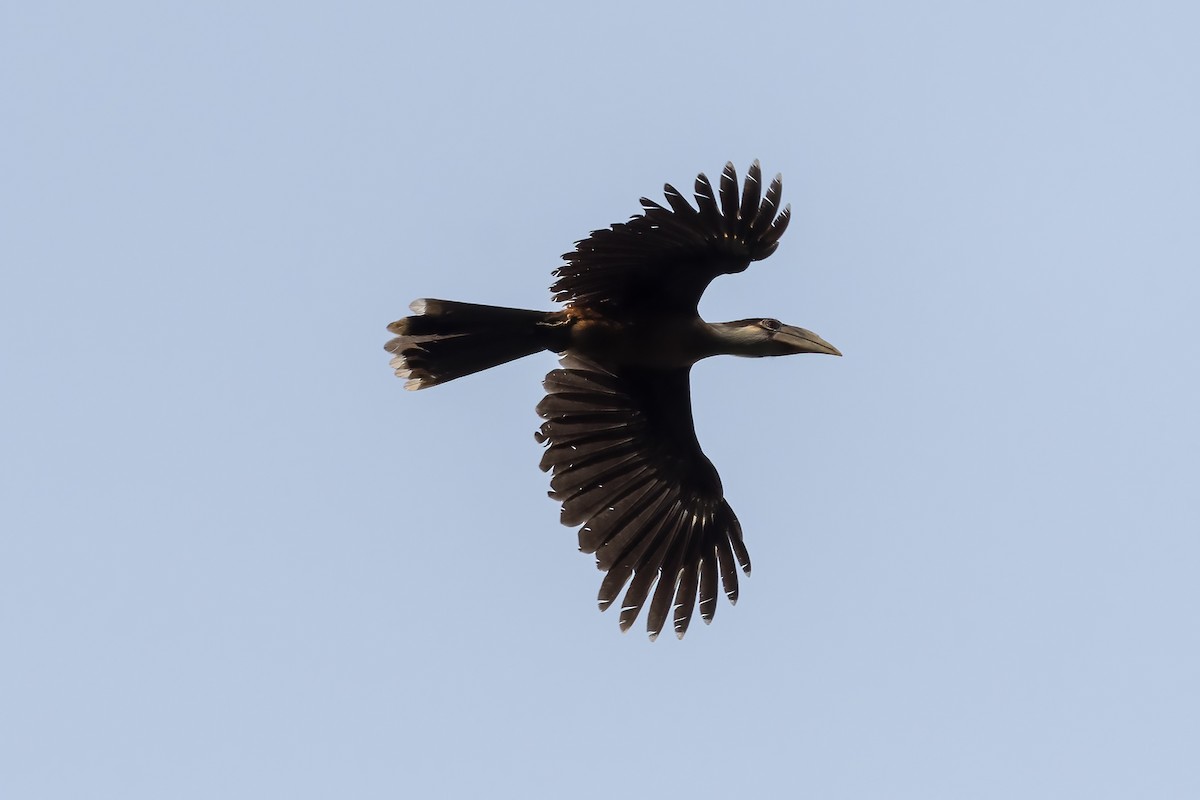 Brown Hornbill - Debankur  Biswas