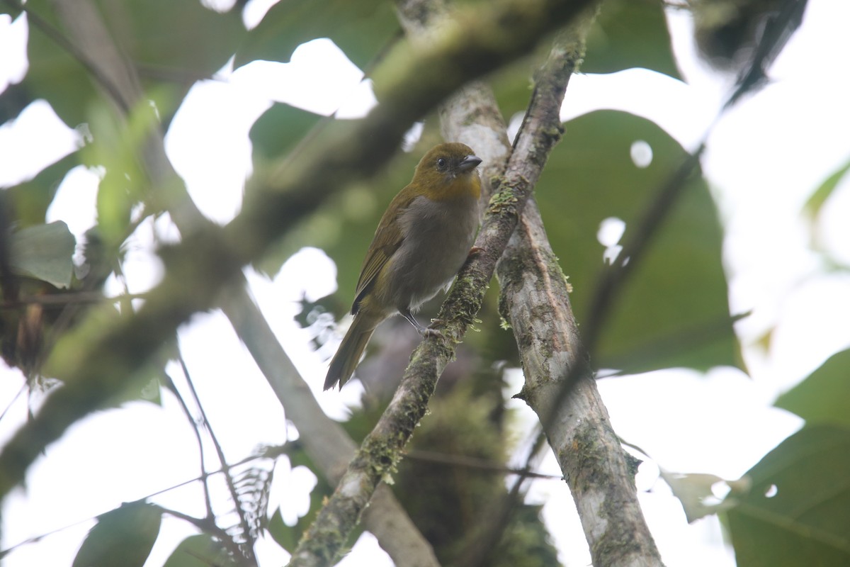 Yellow-throated Chlorospingus (Yellow-throated) - Desmond Allen